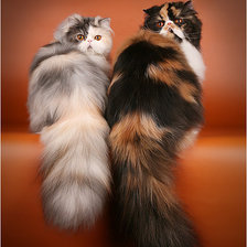 Схема вышивки «котяра»