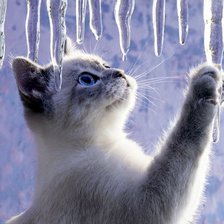 Схема вышивки «серия "кошки"»