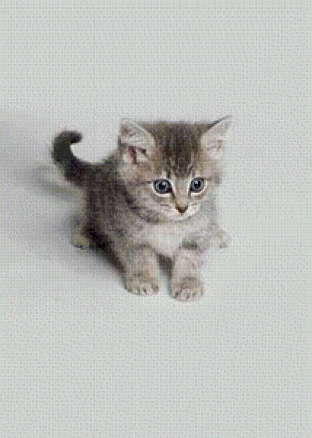 котик - животные.кошки.котик - предпросмотр