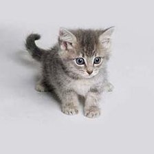 Схема вышивки «котик»