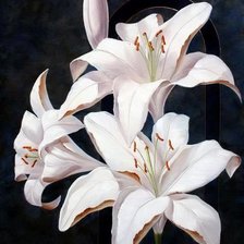 Схема вышивки «белые лилии»