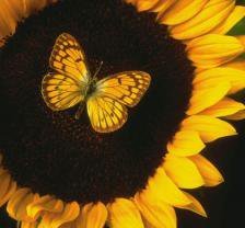 Схема вышивки «Бабочка на подсолнухе»