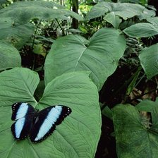 Схема вышивки «№543788»