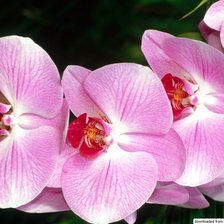 Схема вышивки «№543869»