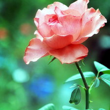 Схема вышивки «роза»