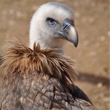 Схема вышивки «сип белоголовый»