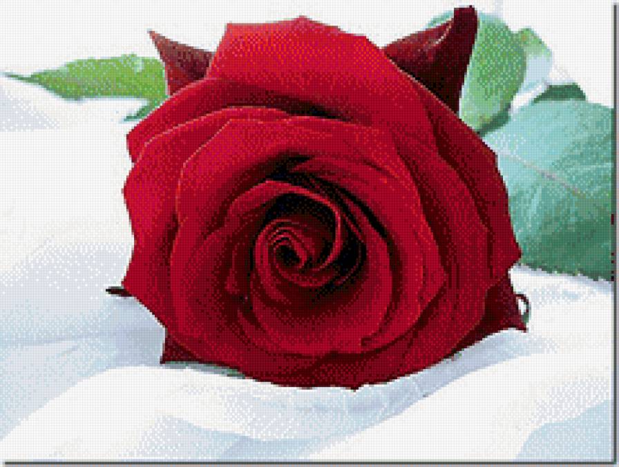 красная роза - красиво, розы, букет, цветы - предпросмотр