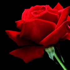 Схема вышивки «роза»