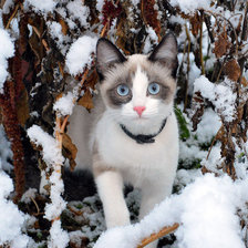 Схема вышивки «Наша Машка»