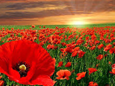 Маковое поле