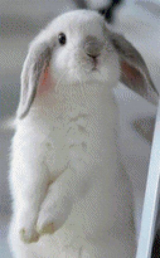 Любопытный зайка - предпросмотр