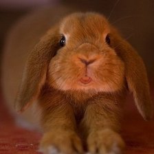 Схема вышивки «Зубастый кролик»