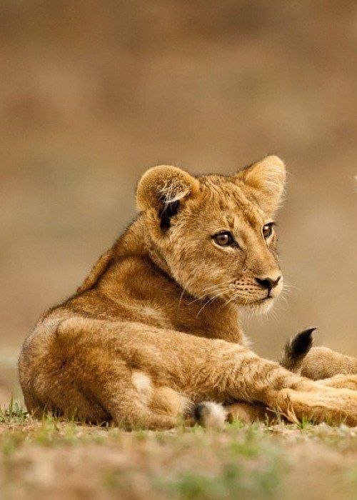 Львёнок - львенок - оригинал