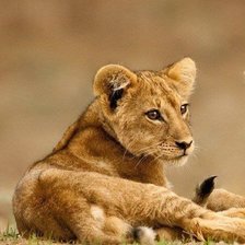 Схема вышивки «Львёнок»