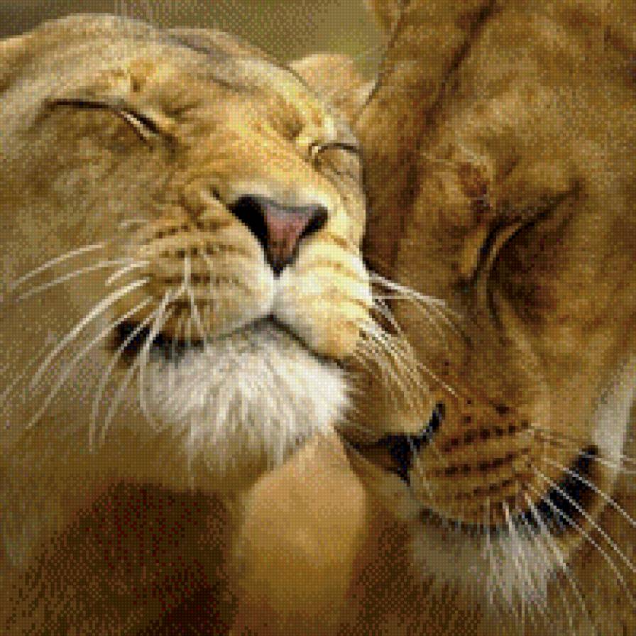 Львицы - львицы - предпросмотр