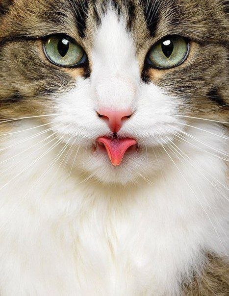 Кошка - кот, кошка - оригинал