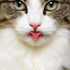 Схема вышивки «Кошка»