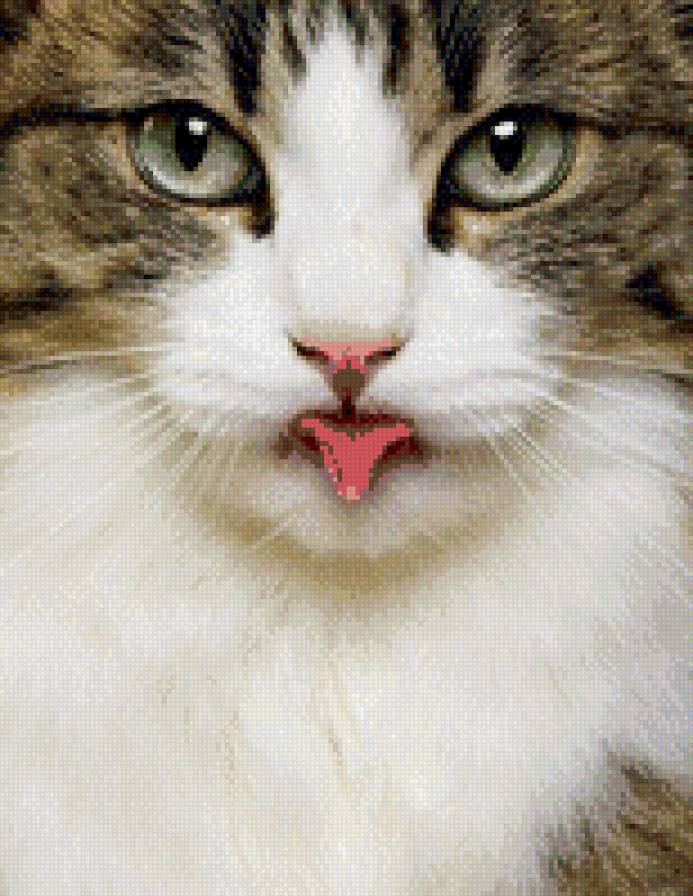 Кошка - кот, кошка - предпросмотр