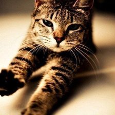 Схема вышивки «Кошкины потягушечки»