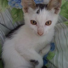 Схема вышивки «Котёнок»