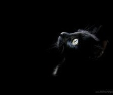 Схема вышивки «кошка»