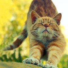 Схема вышивки «Кот»