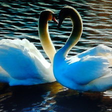 лебединая верность