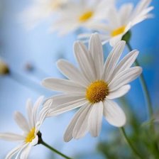 Схема вышивки «Ромашки»