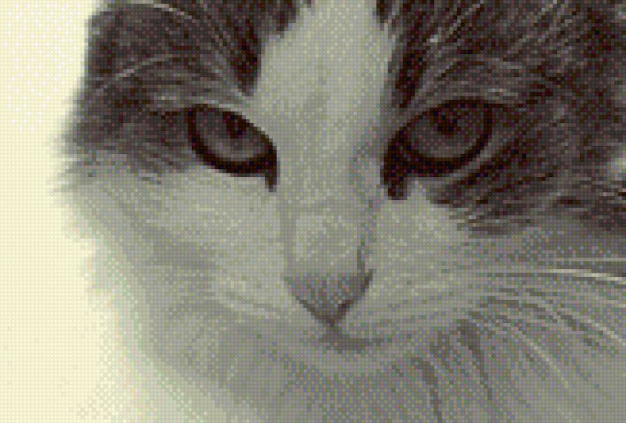 Кошачьи глазки - варя, взгляд, усы, кошка, чернобелое - предпросмотр