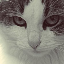 Схема вышивки «Кошачьи глазки»