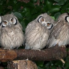 Совушки- подружки