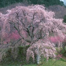 Схема вышивки «сакура в цвету»