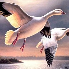 Схема вышивки «Утки в полете»