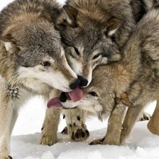 Схема вышивки «Волки»