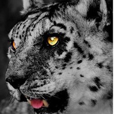 Схема вышивки «Снежный барс»