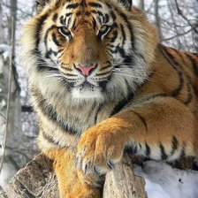 Схема вышивки «Тигр»