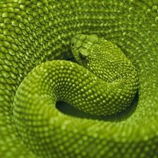 Схема вышивки «Змея 2»