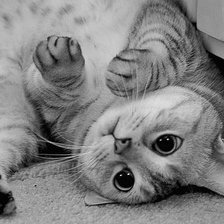 Схема вышивки «Кошка 2»