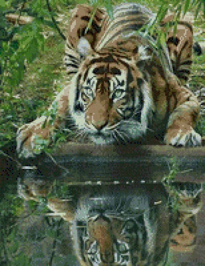 На водопое - тигр - предпросмотр