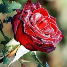 Схема вышивки «Красная роза»