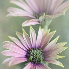 Схема вышивки «№545566»