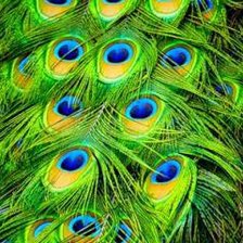 Схема вышивки «Перо Павлина»