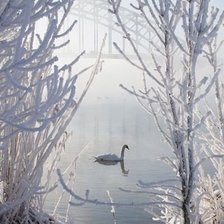 Схема вышивки «Одинокий лебедь»