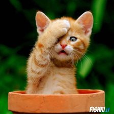 Схема вышивки «katyte»