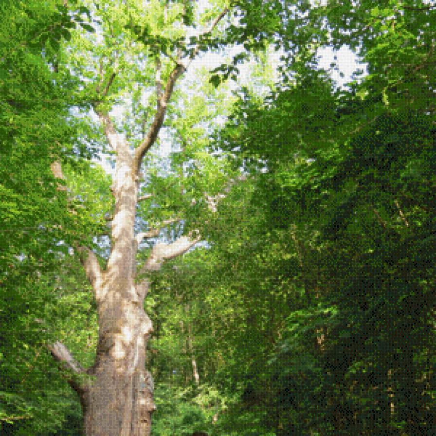 великий дуб - предпросмотр