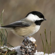 Схема вышивки «Синичка»