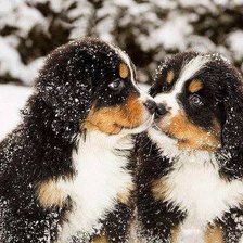 Схема вышивки «щенки»