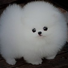 Схема вышивки «карликовый шпицц»