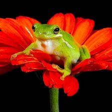 Схема вышивки «Лягушка и цветок»