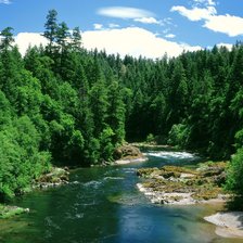 Лесная река